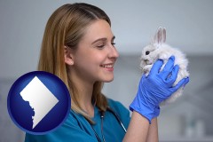washington-dc map icon and young female vet caring for a bunny