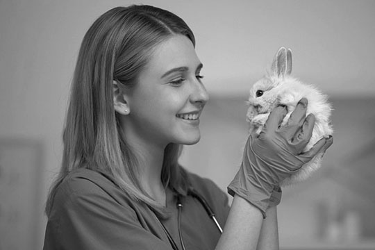 young female vet caring for a bunny