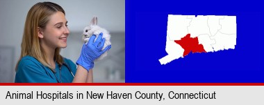 young female vet caring for a bunny; New Haven County highlighted in red on a map