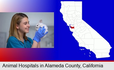 young female vet caring for a bunny; Alameda County highlighted in red on a map