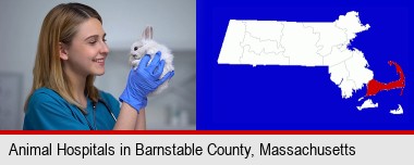 young female vet caring for a bunny; Barnstable County highlighted in red on a map