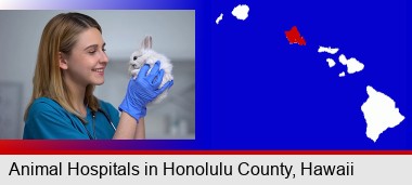 young female vet caring for a bunny; Honolulu County highlighted in red on a map