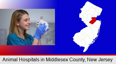 young female vet caring for a bunny; Middlesex County highlighted in red on a map