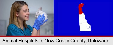 young female vet caring for a bunny; New Castle County highlighted in red on a map