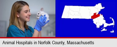 young female vet caring for a bunny; Norfolk County highlighted in red on a map