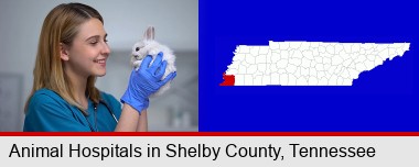 young female vet caring for a bunny; Shelby County highlighted in red on a map
